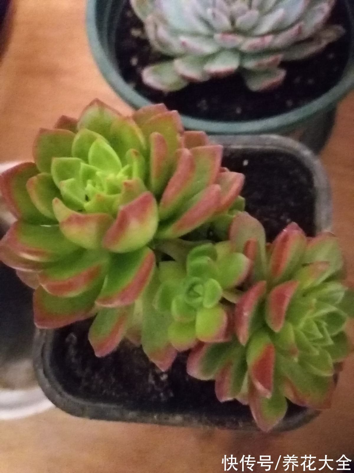 花盆|冬天养花,遇到这4种情况千万别换盆,不然花都死光了