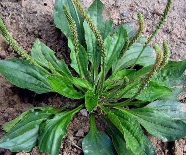 泡水|车前草泡水喝有什么功效4大功效尤为突出，尤其适合老人和小孩