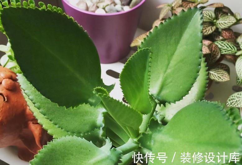这5款多肉特适合新人盆栽,耐折腾,颜值高