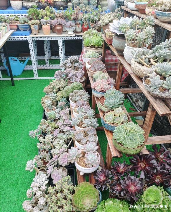 养花人,都想要一个露天大阳台,种满各种多肉,现实很残酷