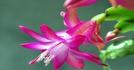 世霸|喜欢菊花,不如养盆“花中精品”幸福之门,似美人起舞,艳丽清雅