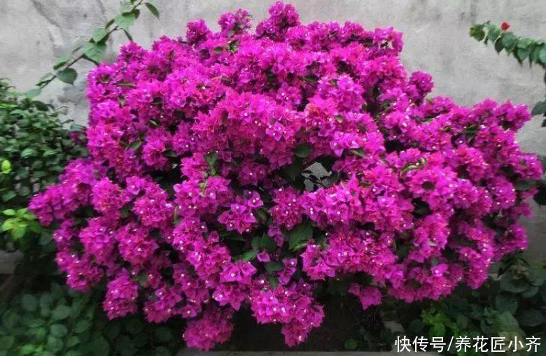 碱性|7种花如果不生长,米醋每月浇一“壶”,恢复生长,叶子绿油油