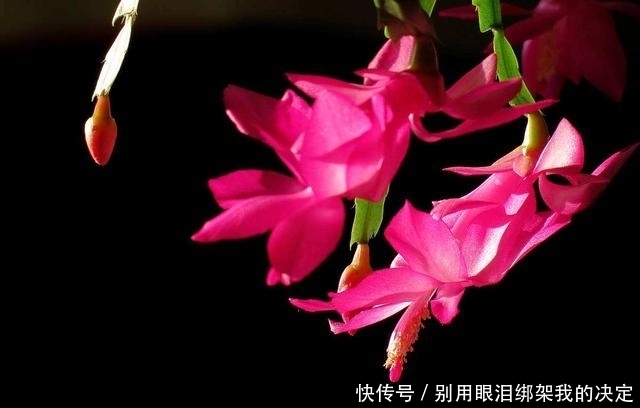 养好蟹爪兰,就看4月份,现在施肥换好盆,秋天睡醒就能赏花!