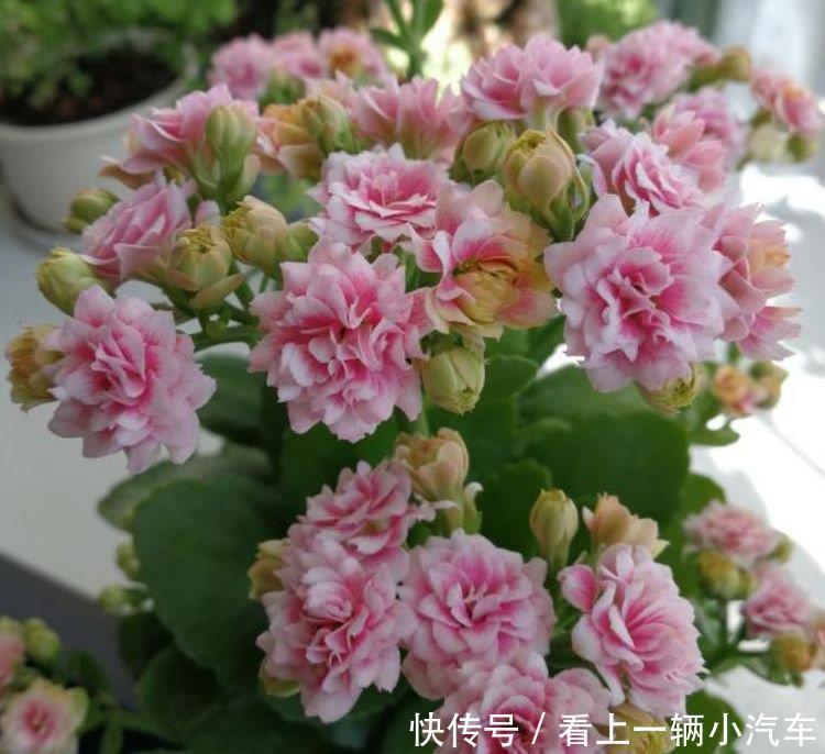 居家就养此款花卉，花大色艳胜玫瑰，芳香四溢，养在家中香飘满屋