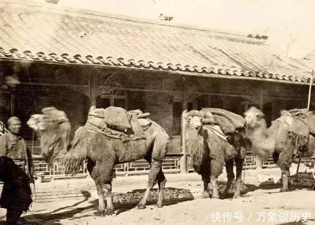  承德|京承高铁开通之时说交通：《骆驼祥子》的骆驼是从承德牵出去的