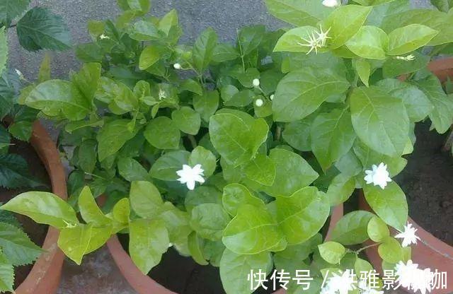 养花|养花养得好,家里磷酸二氢钾不能少,但是“乱用”也不行!