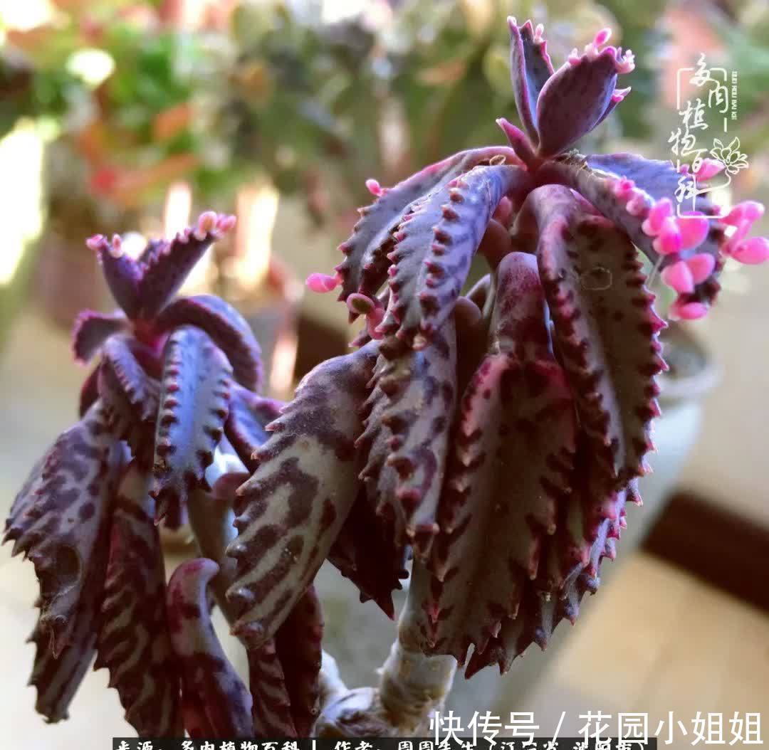 不羡鸳鸯不羡仙,只羡东北来春天!多肉冬去春来!