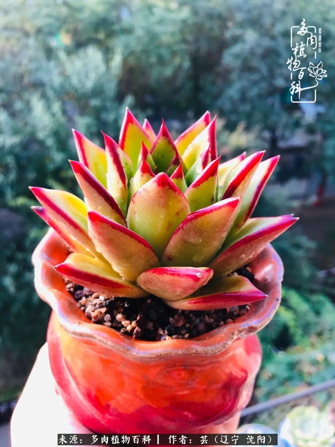 血罗|万物皆有灵性，一年四季有多肉陪伴真好！