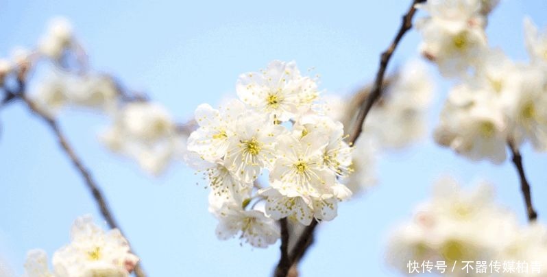 中年|春暖花开游贵州，“花花世界”惹人醉！