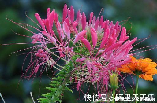 4种花超优秀的,四季都开花,花朵漂亮,养护简单