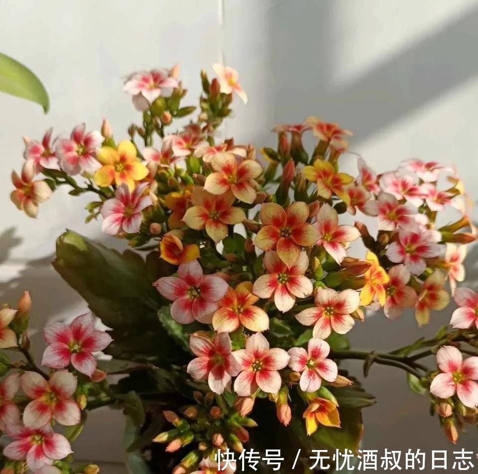 长寿花的3个催花小技巧,学会一个,花朵呼呼冒!