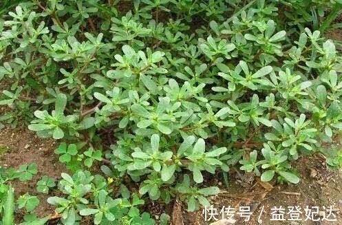 抗生素|马齿苋被称为“抗生素”，可应该用根还是叶子营养师别吃错