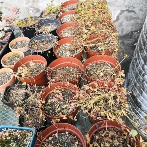 一年生一窝的5种花，越养越多，养它们不花钱还能赚钱！