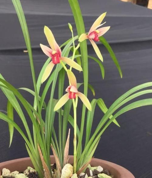 兰花|想养好兰花,下足功夫,掌握方法,长得旺开花多