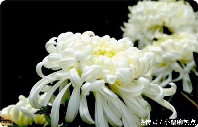 我花开后百花杀，满城尽带黄金甲！50句菊花诗，美到心醉！