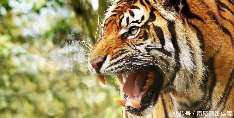 钓鱼穷三|俗语:“三虎出一豹,三斑出一鹞”啥意思?三句经典道尽处世智慧