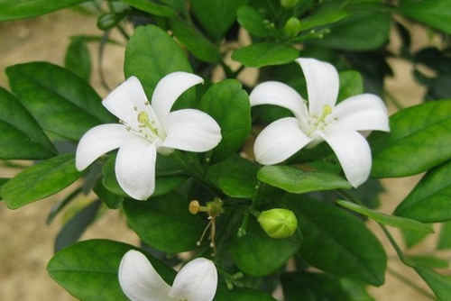 千里香|乡下一种野草,叶子嚼一嚼能治牙疼,晒干了能卤肉,还能当做盆栽