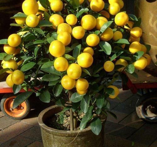 家有阳台,建议你栽6种懒人果树盆栽,当年结果,水果吃不完