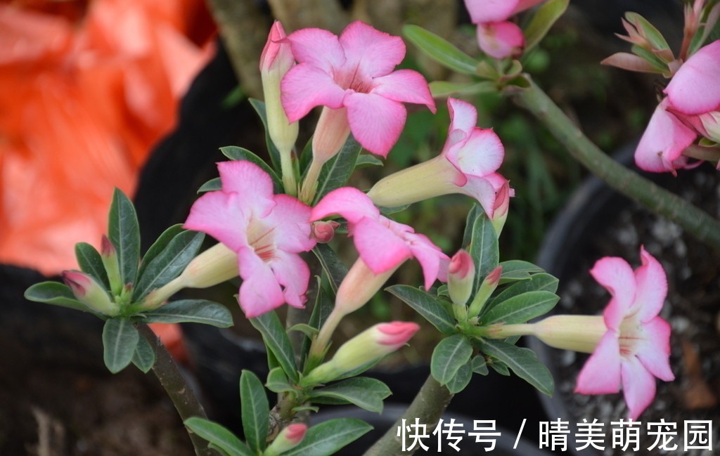 立秋后太阳毒辣，该养什么花？盆栽这3样，耐旱抗晒，开花漂亮