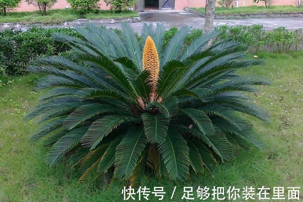 植物刺|有刺植物的刺是如何起源和演变的？有什么类型和效用？