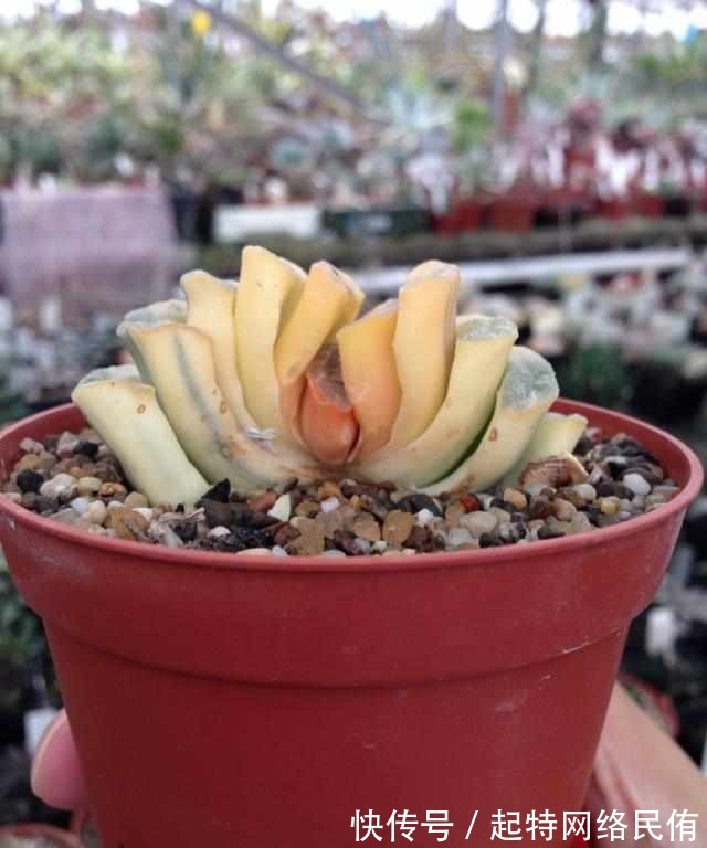 玉扇锦|多肉植物图鉴之玉扇锦