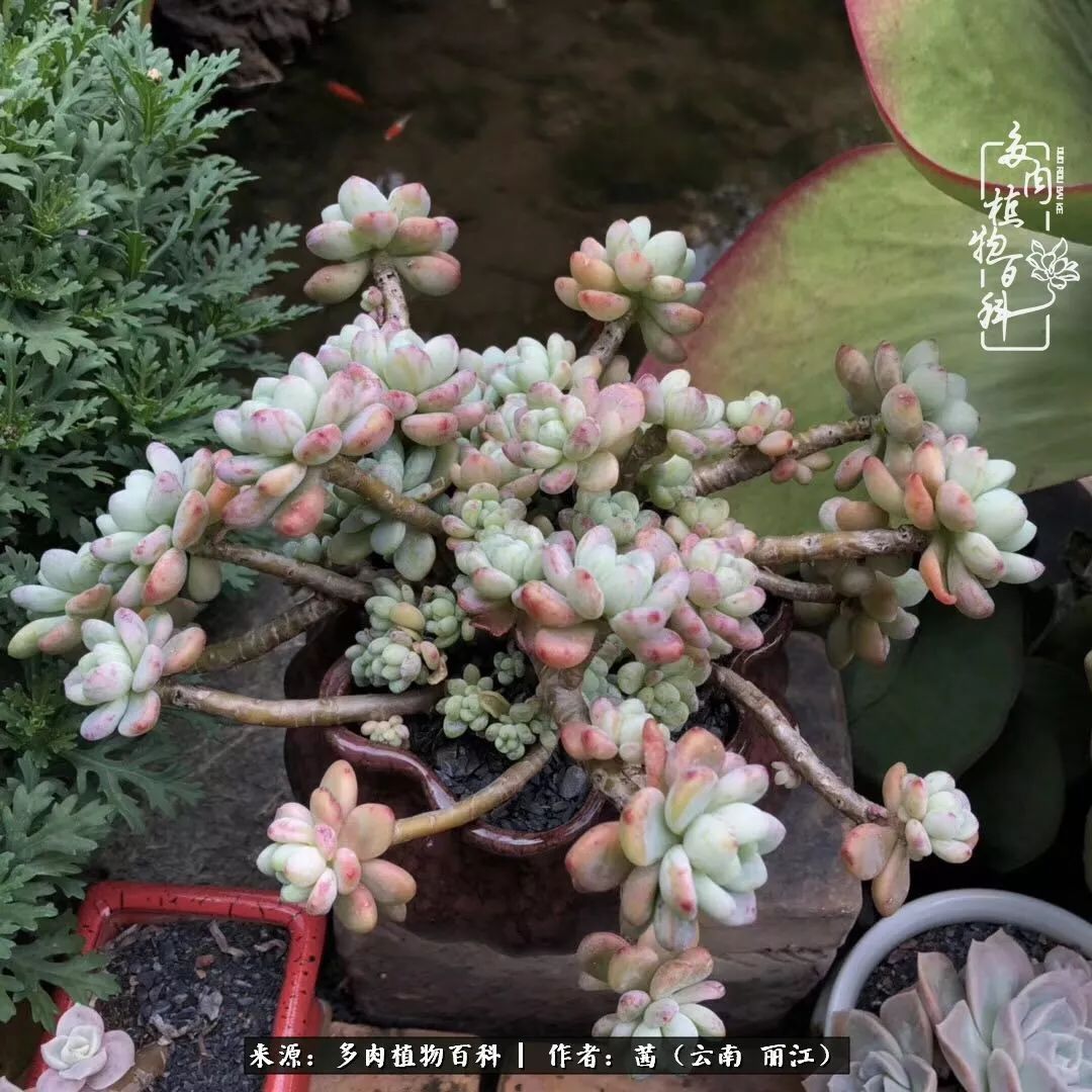 一年四季不同景，一院多肉陪我后半生！