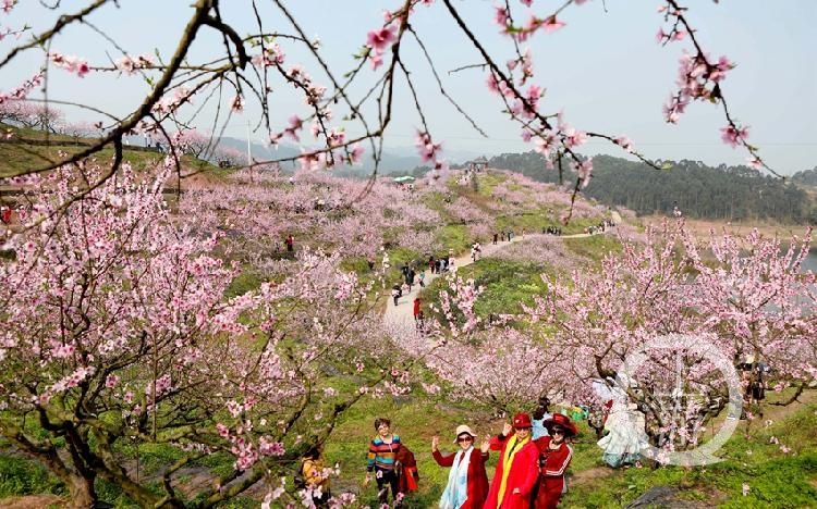 中年|桃花缤纷开 赏花正当时