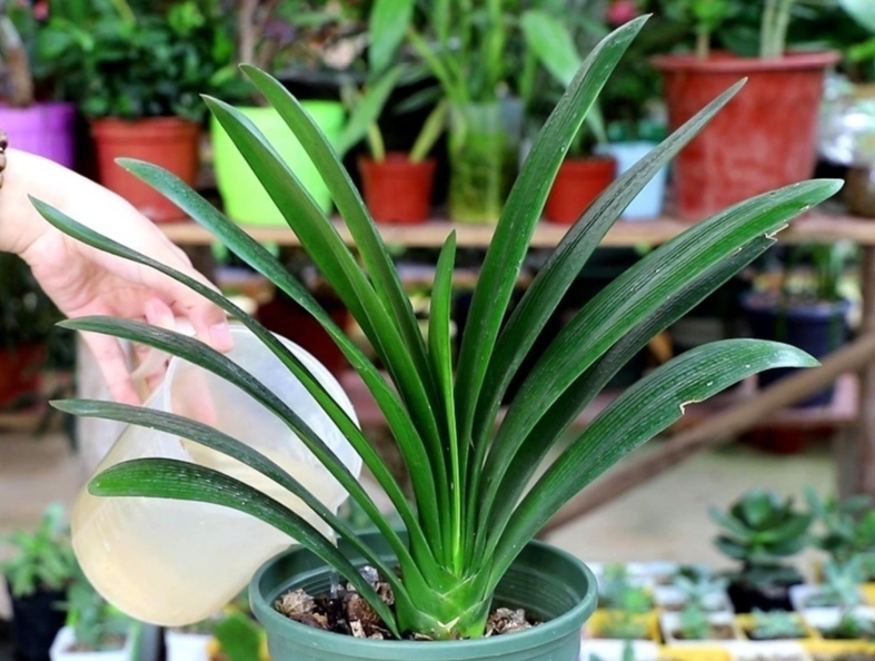 新叶|君子兰不长新叶片,养护上出现问题,很好解决