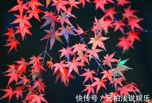 院子里有空地要种三种树,没空地挤挤也要种,寓意深远