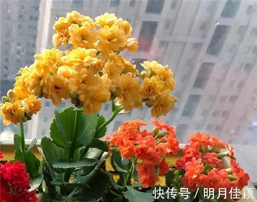 周志华|长寿花不现苞？直接“放大招”，花苞直冒，开花不断大半年