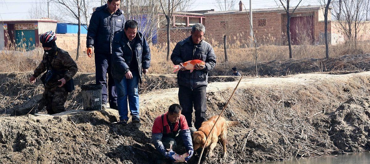 身为钓鱼人，那你知道中国的“四大家鱼”里为什么没有鲤鱼吗？