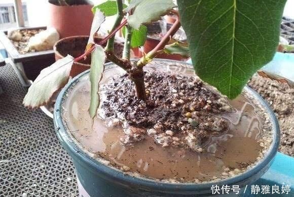 如果你经常这样浇花那你一辈子也养不好花种什么都不旺