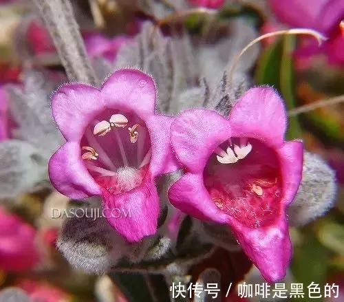 奇花|奇花、奇花、奇花、罕见奇花，赶快打开欣赏吧