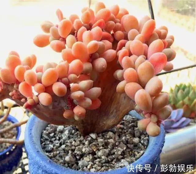 叶片|多肉中的“美人系列”,这10种是代表,养护简单颜值高,适合新手