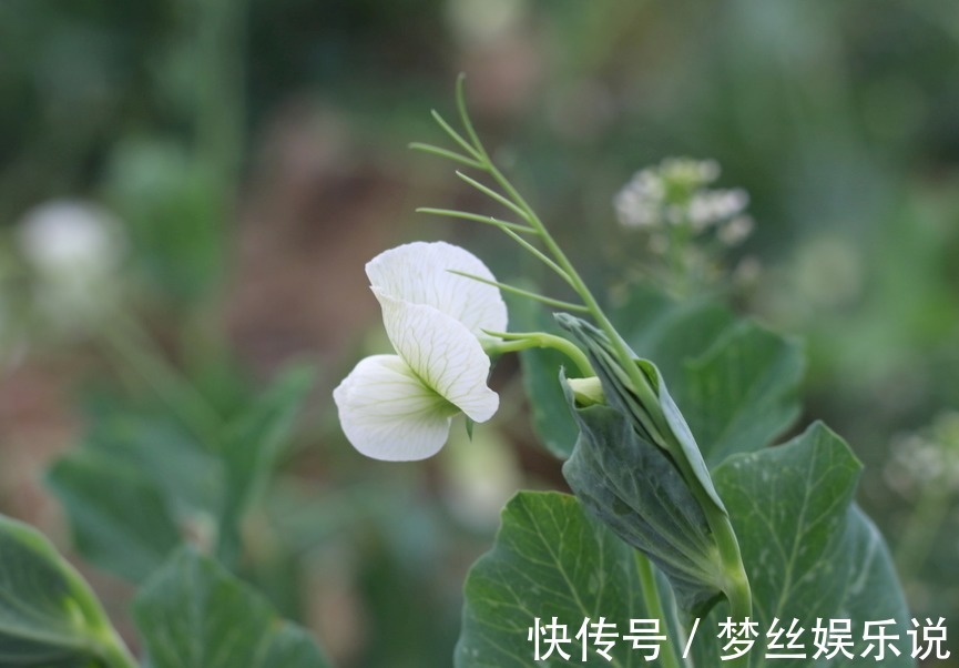 见效|30个民间流传已久的特效食疗方,取材易花钱少,1剂见效2剂根治