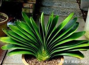 君子兰浇水，掐准“时间”，不早不晚“刚刚好”，养出肥厚好叶片