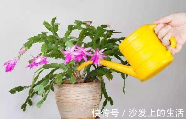 鱼肠|秋冬土里掺点它，君子兰，蟹爪兰，疯狂开花，叶子绿出油