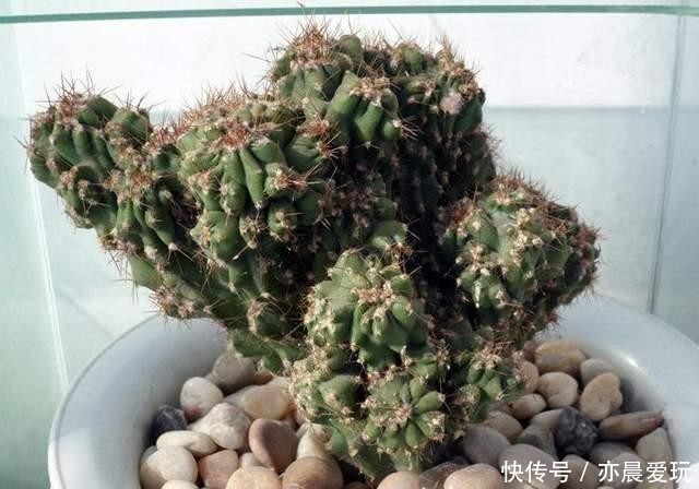 郁郁葱葱|三种“麒麟类”观赏盆栽,想养出郁郁葱葱的状态,你需要这样做