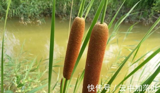 香蒲棒像一根根“火腿肠”,生活中有3大价值,很多人不知道!