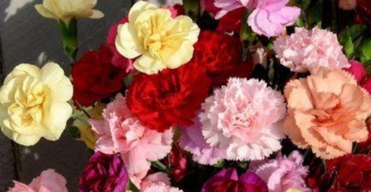 4种花养家里,谁见了都喜欢,第二种已经被迷住了