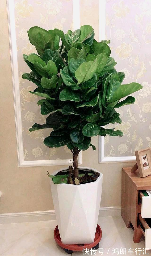 秋天快扦插,10种花不用买,掰个枝子插土里,嗖嗖生根,成活率高