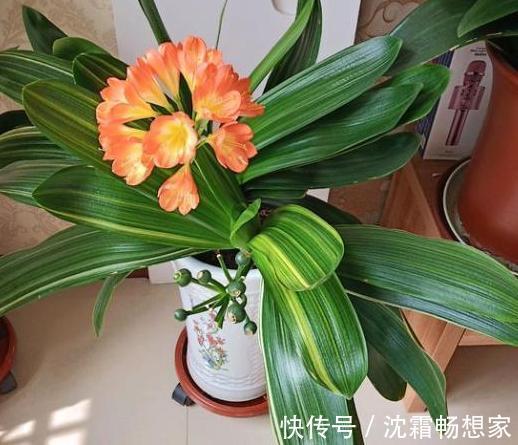 锯末|君子兰难养花1分钟学会这3样东西的用法，爆盆不愁