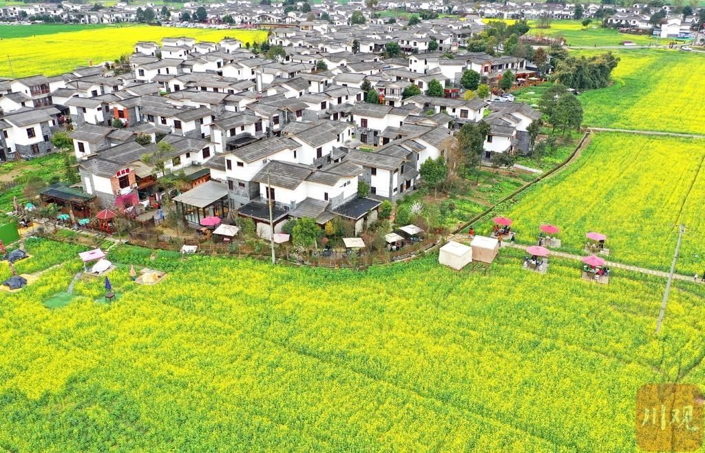 老年|组图丨崇州万亩油菜花开 田园春色美如画