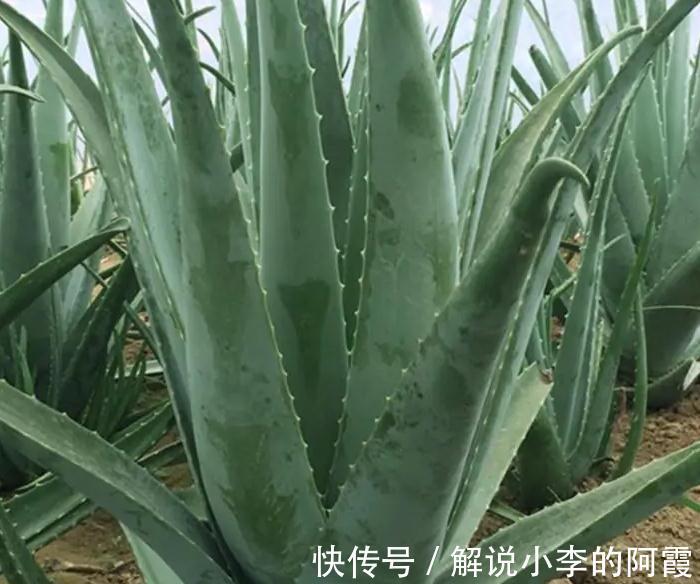 我来告诉你十大好养又有益于身体健康盆栽，室内养花的绝佳选择