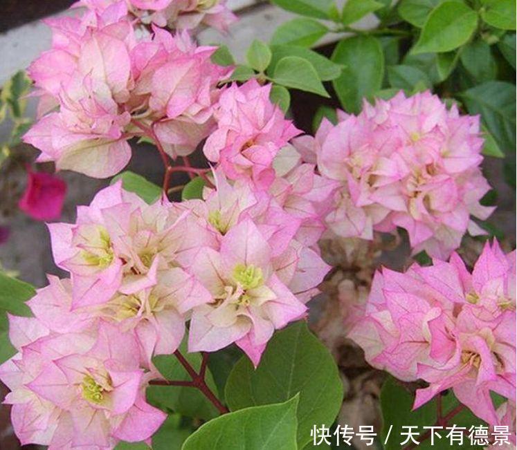 春季养此款花卉，花大服盆快，花色柔美，花朵烂漫迷人，美爆了