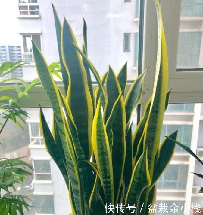 3种花养家里,人养花,花也养人,空气清香去异味,漂亮好养