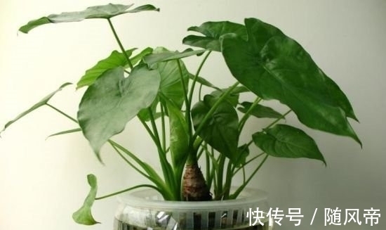 郁金香|十大不能家养的植物 最香的花可以导致神经衰弱