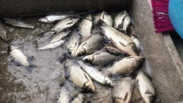 婴儿米粉|秋冬最管用的饵料,秒杀拉饵搓饵,简单三步就做好