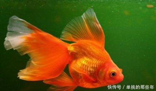才能|金鱼要怎么养才能活的久一点