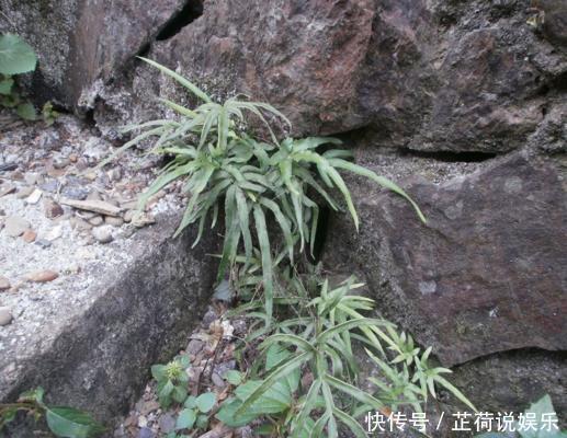 凤尾|农村有一种野草像凤尾,长在井口边,却是生活中的好帮手!